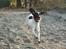 Field Trial Springer Spaniel Wilma