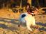 Field Trial Springer Spaniel Wilma