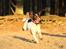 Field Trial Springer Spaniel Wilma