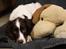 Field Trial Springer Spaniel Wilma