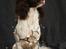 Field Trial Springer Spaniel Wilma