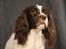 Field Trial Springer Spaniel Wilma