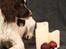 Field Trial Springer Spaniel Wilma