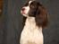Field Trial Springer Spaniel Wilma