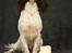 Field Trial Springer Spaniel Wilma