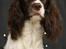 Field Trial Springer Spaniel Wilma