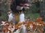 Field Trial Springer Spaniel Wilma