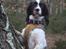 Field Trial Springer Spaniel Wilma