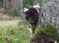 Field Trial Springer Spaniel Wilma
