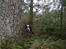 Field Trial Springer Spaniel Wilma