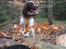 Field Trial Springer Spaniel Wilma
