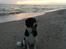 Border collie Archie