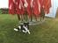 Border collie Archie