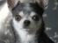 Chihuahua Chihuanas Blueberry Yum Yum - Evee - Evee 2019 