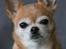 Chihuahua Chihuanas Flush of Hearts - Momo - Momo 2019