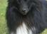 Shetland sheepdog Joey