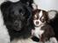 Shetland sheepdog Joey - Joey faldt hurtigt til i sit nye hjem. Her med chihuahua-hvalpen Morgan.