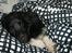 Shetland sheepdog Joey - Samme aften, han blev indfanget. Han nyder omsorgen. 