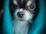 Chihuahua Lille-Joey - E.T. phone home! 😂