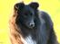 Shetland sheepdog Joey - Joey ved raps-mark i 2016.