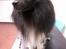 Shetland sheepdog Joey - Joey til øjenlysning.