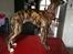 Whippet Galanta Whippets Colombine *Ciah* - 12 uger