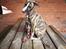 Whippet Galanta Whippets Colombine *Ciah* - 12 uger