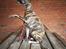 Whippet Galanta Whippets Colombine *Ciah* - 12 uger