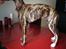 Whippet Galanta Whippets Colombine *Ciah* - 12 uger