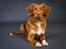 Nova scotia duck tolling retriever Aquafox Sebrings Fangio Chicane"Casey"