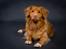 Nova scotia duck tolling retriever Mika "Himmelhund" 