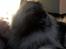 Keeshond Asdis - House of Keesgaard A Silver Past 