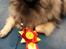 Keeshond Asdis - House of Keesgaard A Silver Past 