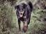 Beauceron Jesse
