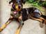 Beauceron Jesse