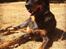 Beauceron Jesse