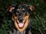 Beauceron Jesse