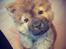 Chow chow Djuno
