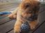 Chow chow Djuno