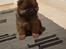 Chow chow Djuno