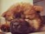 Chow chow Djuno