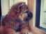 Chow chow Djuno