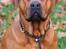 Blanding af racer Freja - Dogue de Bordeaux, Rottweiler, Cane Corso - Smuk!