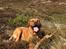 Blanding af racer Freja - Dogue de Bordeaux, Rottweiler, Cane Corso - Varmt! Men pinden skal med alligevel 