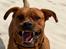 Blanding af racer Freja - Dogue de Bordeaux, Rottweiler, Cane Corso - LAD OS LEGE :)
