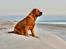 Blanding af racer Freja - Dogue de Bordeaux, Rottweiler, Cane Corso - Nyder udsigten 