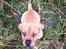 Blanding af racer Freja - Dogue de Bordeaux, Rottweiler, Cane Corso - Som hvalp 