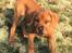 Blanding af racer Freja - Dogue de Bordeaux, Rottweiler, Cane Corso - Som hvalp 