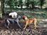 Blanding af racer Freja - Dogue de Bordeaux, Rottweiler, Cane Corso - I leg med en GD 