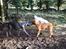 Blanding af racer Freja - Dogue de Bordeaux, Rottweiler, Cane Corso - I leg med en GD